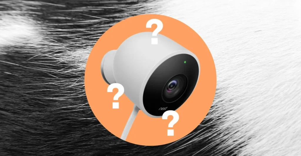 Три кошки — чёрно-белая, полосатая и серая — перед камерой Nest, на экране смартфона открыто приложение Google Home с сообщением об обнаружении животного