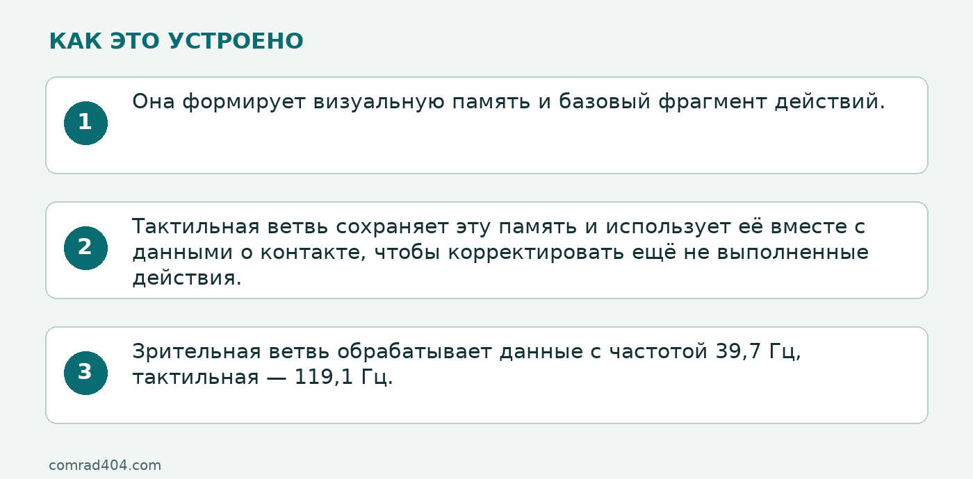 Схема: Она формирует визуальную память и базовый фрагмент действий.; Тактильная ветвь сохраняет эту память и использует её вместе с данными о контакте, чтобы корректировать ещё не выполненные действия.; Зрительная ветвь обрабатывает данные с частотой 39,7 Гц, тактильная — 119,1 Гц.